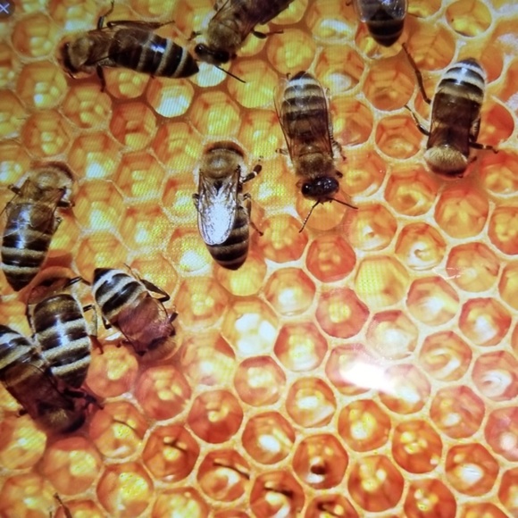 Cinnamon/Honey Lip Balm - moisturizer - Picture 2 of 4